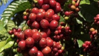 Giá nông sản hôm nay 28/8: Cà phê kéo dài chuỗi hồi phục, hồ tiêu tăng khởi sắc lấy lại đỉnh 72.000 đồng/kg