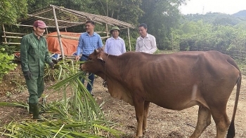 Người nuôi trâu bò điêu đứng vì giá giảm bán dần để lấy tiền mua thức ăn cầm cự