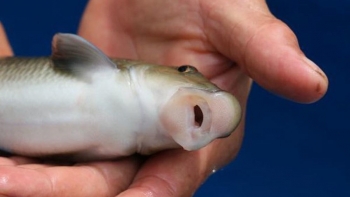 Những đặc sản vùng miền hiếm có khó tìm, giá tiền triệu cũng không dễ mua