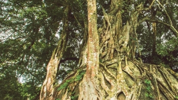 Cây sanh nghìn tuổi ôm đá thành kiệt tác cây cảnh thiên tạo khiến du khách ngỡ ngàng