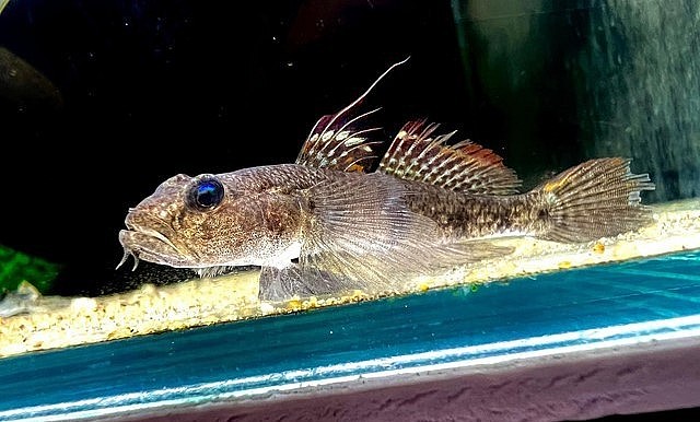 Cá bống cảnh có nhiều dòng và được giới trẻ ưa chuộng.