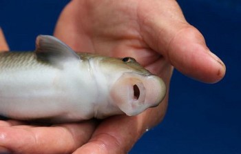 Những đặc sản vùng miền hiếm có khó tìm, giá tiền triệu cũng không dễ mua