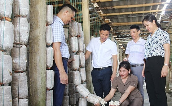 Ông Thành là người đầu tiên trồng nấm tại địa phương. Ông Thành là người đầu tiên trồng nấm tại địa phương.
