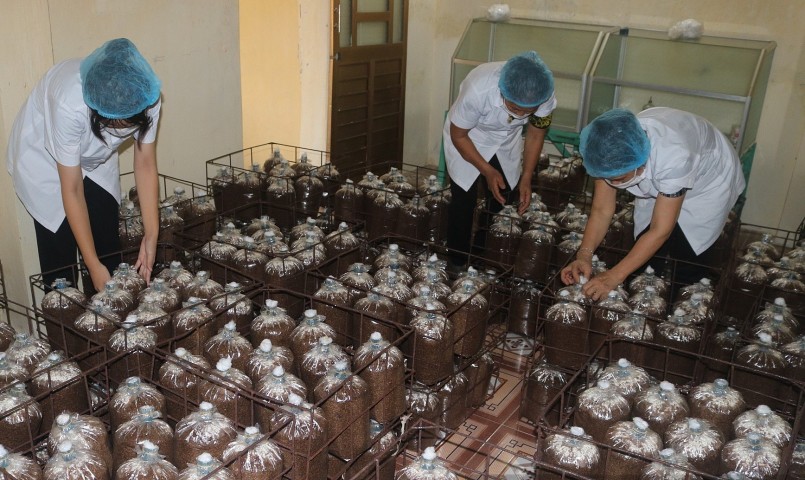 Hiện nay, HTX Dịch vụ Linh Phát đang tạo công ăn, việc làm cho khoảng 30 lao động địa phương. Hiện nay, HTX Dịch vụ Linh Phát đang tạo công ăn, việc làm cho khoảng 30 lao động địa phương.