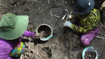 Chem chép là con gì mà người dân Cà Mau đi đào trong rừng ngập mặn kiếm nửa triệu mỗi ngày?