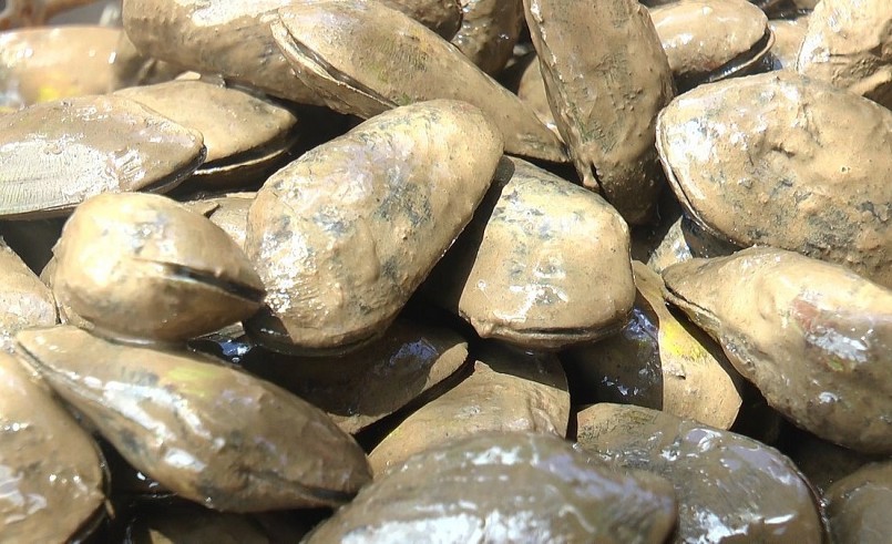 Chem chép là gọi theo tiếng địa phương, đây là loại hải sản 2 mảnh như nghêu, hến, sò...