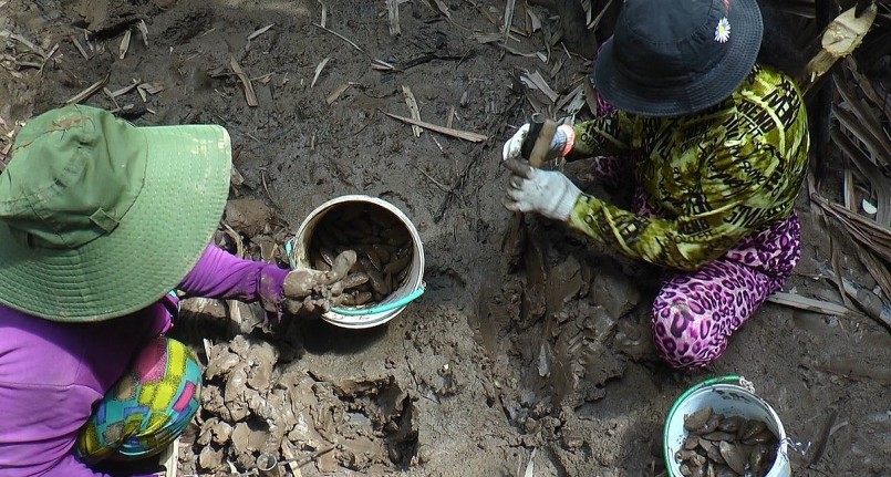 Người dân Đầm Dơi bắt chem chép dưới các tán rừng ngập mặn.