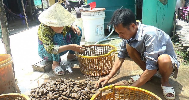 Chem chép đang được thu mua với giá khoảng 40.000 - 50.000 đồng/kg.