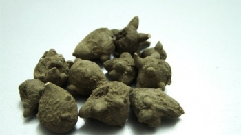 Người đàn ông suýt mất mạng sau khi ăn củ ấu tàu ninh xương