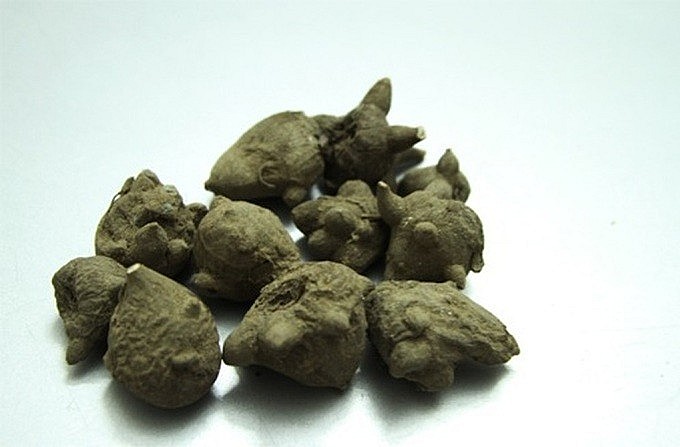 Củ ấu tàu Củ ấu tàu