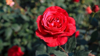 Khám phá 5 loài hoa quen thuộc có thể làm thuốc trị bệnh