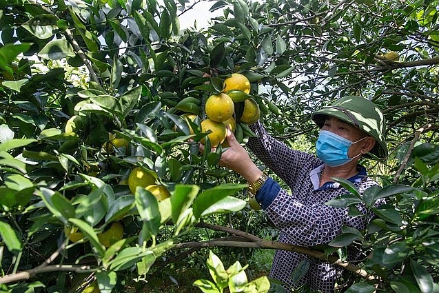 Trái cam là đặc sản nổi tiếng của huyện Cao Phong