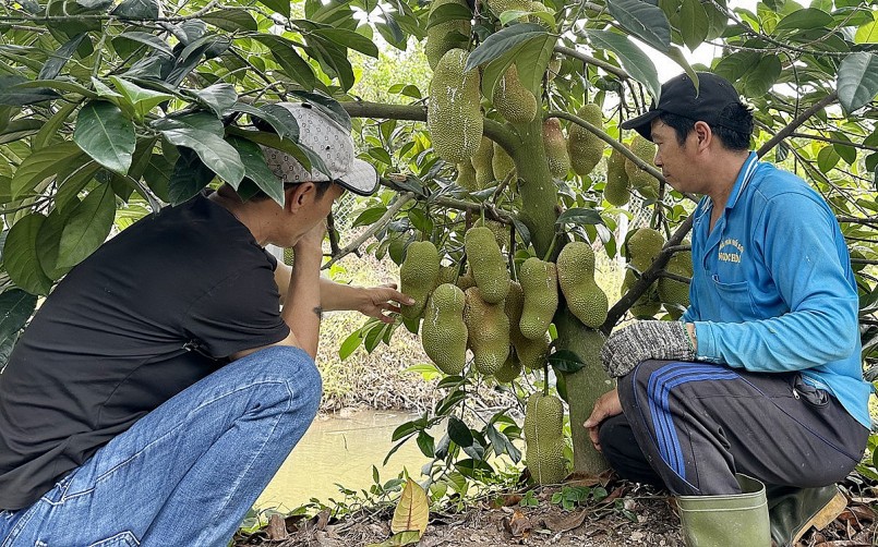hời gian gần đây, người tiêu dùng xôn xao khi một nhà vườn ở Cần Thơ trồng thành công loại mít có mùi sầu riêng