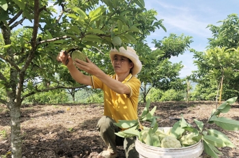 Không chỉ có cam, na Cao Phong mang về cho nhà nông nguồn thu đáng kể