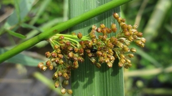 Cỏ bấc đèn - Vị thuốc quý từ thiên nhiên