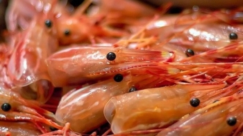 "Ăn đầu tôm giúp thông minh" là quan điểm sai lầm