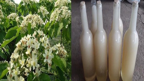 Độc lạ loại mật ong màu trắng, có giá lên đến 500.000 đồng/lít