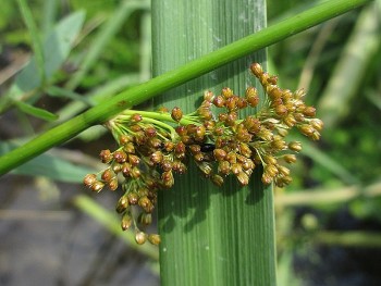 Cỏ bấc đèn - Vị thuốc quý từ thiên nhiên