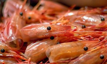 "Ăn đầu tôm giúp thông minh" là quan điểm sai lầm