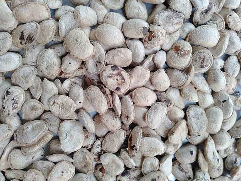 Hạt sành Tây Bắc - món quà thiên nhiên cho người bị dạ dày