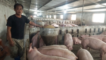 Giá heo hơi hôm nay 29/8: Giảm tiếp 2.000 đồng/kg, nguy cơ thua lỗ đã cận kề, yếu tố nào khiến giá thành heo hơi kém sức cạnh tranh?