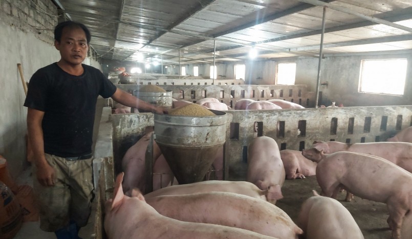 Giá heo hơi hôm nay (29/8), giảm đồng loạt tới 2.000 đồng/kg. Giá heo hơi đã rời xa mốc 60.000 đồng/kg. Giá heo hơi hôm nay (29/8), giảm đồng loạt tới 2.000 đồng/kg. Giá heo hơi đã rời xa mốc 60.000 đồng/kg.