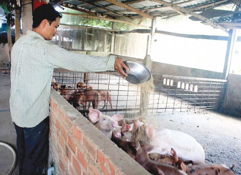 Giá heo hơi hôm nay (29/8), chi phí tăng cao đội giá thành khiến giá heo hơi Việt Nam kém sức cạnh tranh trên thị trường xuất khẩu. Giá heo hơi hôm nay (29/8), chi phí tăng cao đội giá thành khiến giá heo hơi Việt Nam kém sức cạnh tranh trên thị trường xuất khẩu.