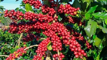 Giá nông sản hôm nay 29/8: Cà phê tăng nhẹ do lo ngại nguồn cung eo hẹp, hồ tiêu cố thủ trên đỉnh 72.000 đồng/kg