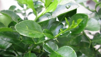 Loại lá có đầy ở vườn quê, xin đâu cũng được, sang nước ngoài giá 6 triệu đồng/kg