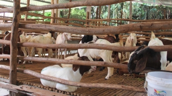 Bí quyết làm giàu từ nuôi dê của nữ nông dân dân tộc Sán Dìu