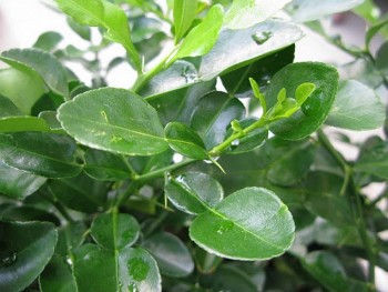 Loại lá có đầy ở vườn quê, xin đâu cũng được, sang nước ngoài giá 6 triệu đồng/kg