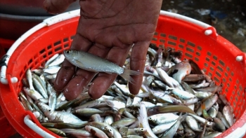 Mùa nước nổi nông dân miền Tây lại đón vụ cá linh, kiếm lộc trời cho thu nhập tiền triệu mỗi ngày