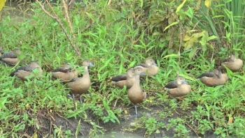 Cựu chiến binh U60 tiên phong nuôi le le nhàn hơn nuôi gà mà lãi 400 triệu mỗi năm