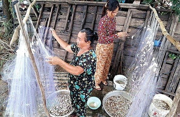 Đến mùa nước nổi, người dân vùng lũ lại đi giăng lưới bắt cá linh.