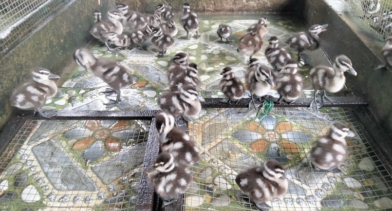 Le le nở hơn 10 ngày tuổi được chăm sóc cẩn thận vì đây là giai đoạn quan trọng.