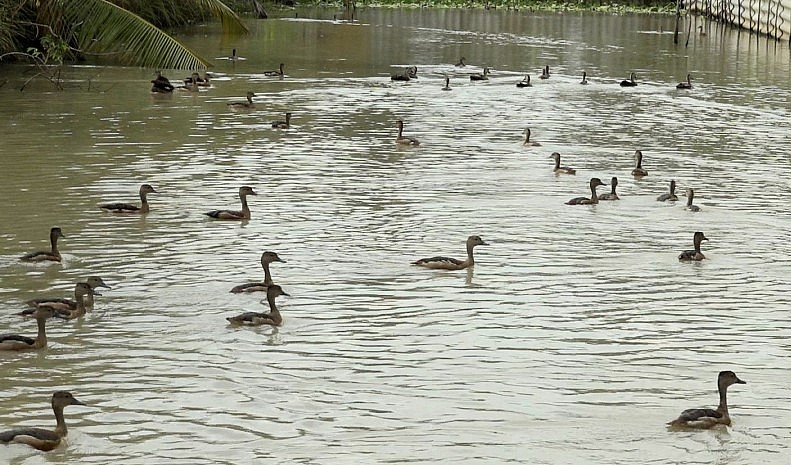 Mỗi tháng ông Tùng xuất bán 01 ngàn con le le giống, giá bán dao động từ 250 đến 350 ngàn đồng/con.