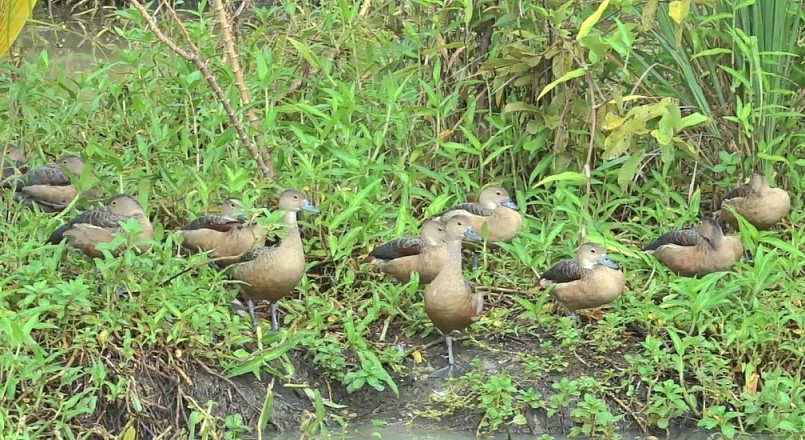 Mỗi năm một con le le mái đẻ từ 3 đến 5 lần, mỗi lần từ 8 đến 10 trứng.