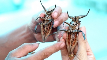 Nuôi loài côn trùng cực hiếm ngoài tự nhiên, nữ nông dân Phú Thọ lộ tuyệt chiêu "hái vàng"