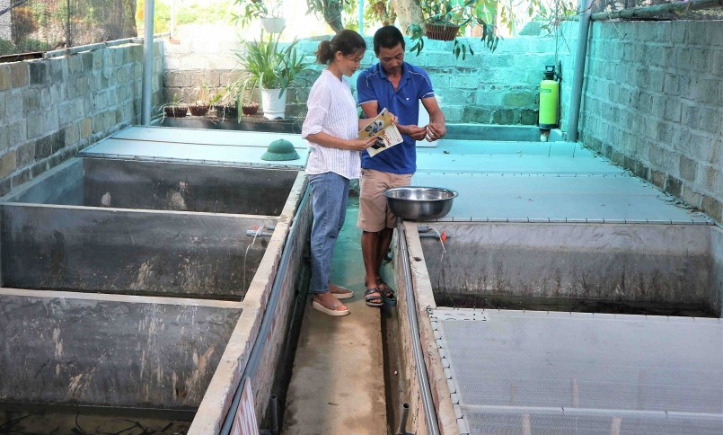 Khu bể nuôi cà cuống của gia đình chị Hiền.