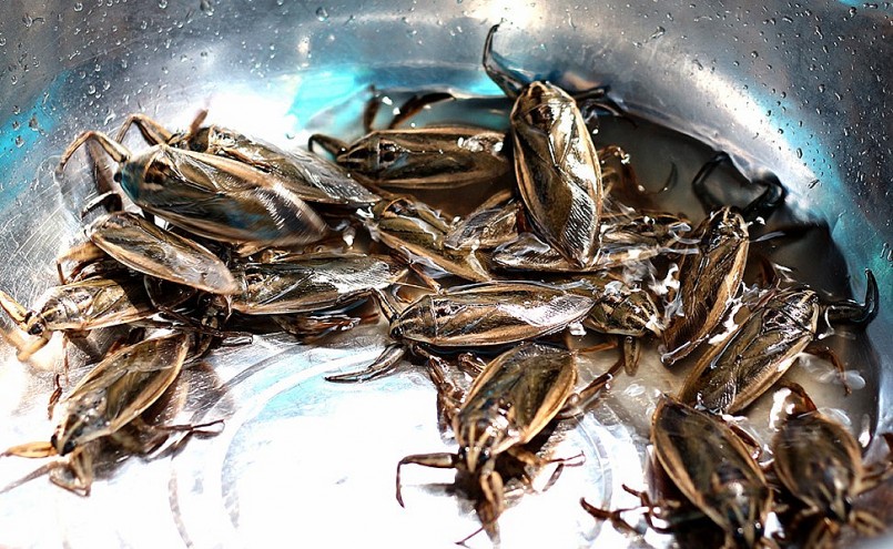 trung bình mỗi tháng, gia đình chị Hiền xuất bán khoảng 1.000 con cà cuống thương phẩm