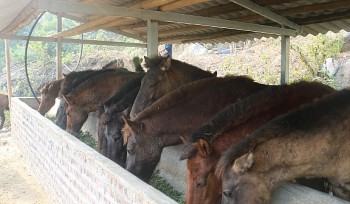 Đem loài thú chạy nhanh như gió về nuôi, cho ăn rau cỏ rẻ tiền, nhiều hộ dân giàu lên