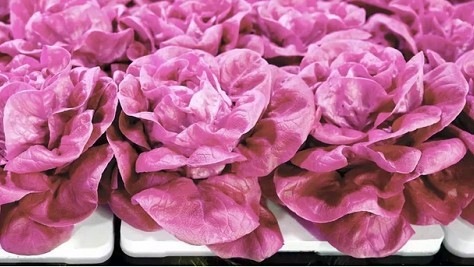 Rau diếp hồng đắng chát vẫn đắt khách đặt mua