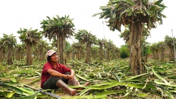 Trái cây tỷ đô giờ bán rẻ bèo ngoài chợ đã tới lúc tìm hướng đi mới cho thanh long?