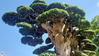 Choáng ngợp trước tuyệt phẩm duối cổ thụ ngàn năm, dáng tựa như tháp Chăm từng được trả 23 tỷ