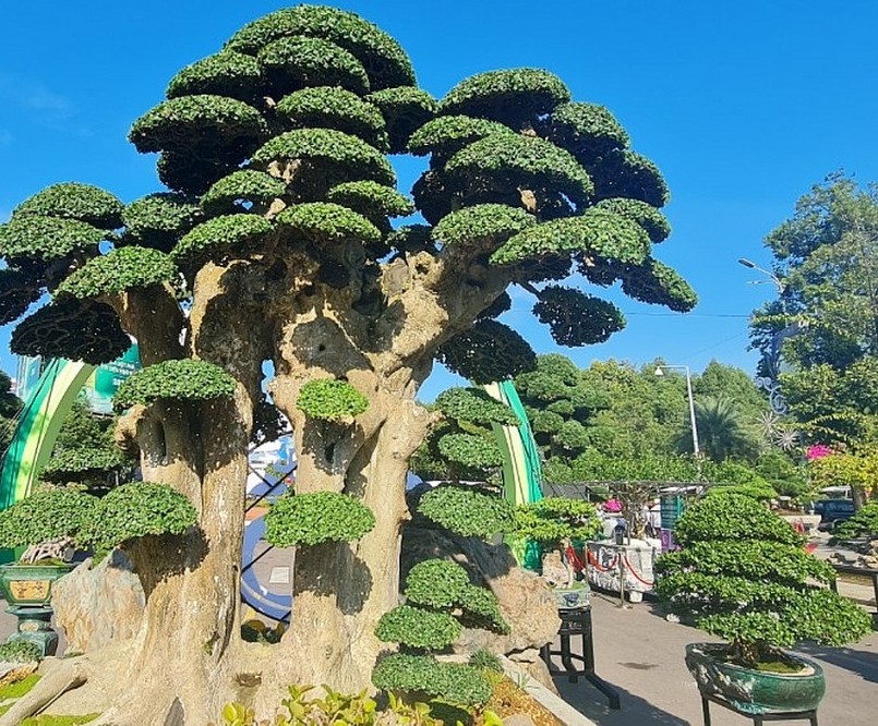 Choáng ngợp trước tuyệt phẩm duối cổ thụ ngàn năm, dáng tựa như tháp Chăm từng được trả 23 tỷ