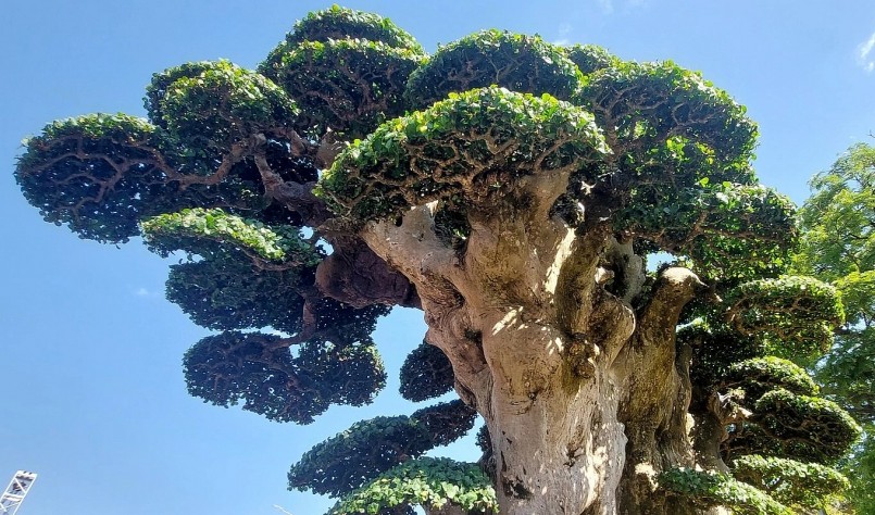 Choáng ngợp trước tuyệt phẩm duối cổ thụ ngàn năm, dáng tựa như tháp Chăm từng được trả 23 tỷ