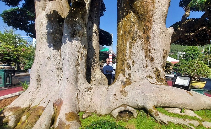 Choáng ngợp trước tuyệt phẩm duối cổ thụ ngàn năm, dáng tựa như tháp Chăm từng được trả 23 tỷ