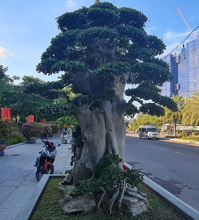 Choáng ngợp trước tuyệt phẩm duối cổ thụ ngàn năm, dáng tựa như tháp Chăm từng được trả 23 tỷ