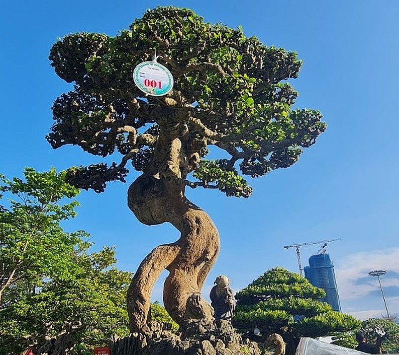 Choáng ngợp trước tuyệt phẩm duối cổ thụ ngàn năm, dáng tựa như tháp Chăm từng được trả 23 tỷ