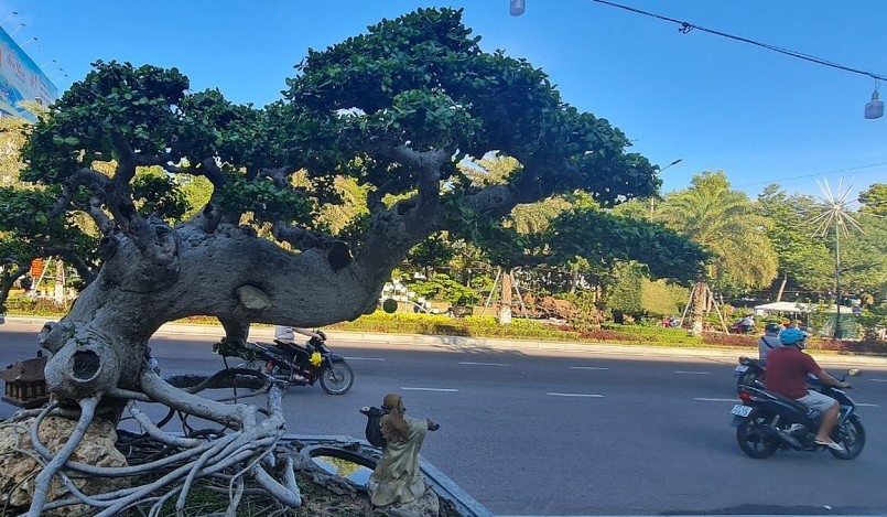 Choáng ngợp trước tuyệt phẩm duối cổ thụ ngàn năm, dáng tựa như tháp Chăm từng được trả 23 tỷ